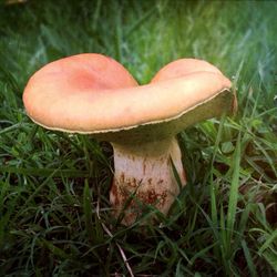 Close-up of mushroom growing on grassy field