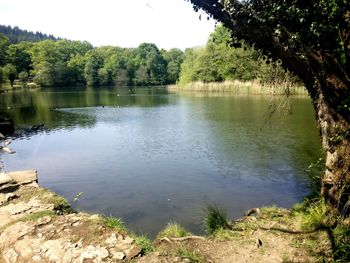 Scenic view of lake in forest against sky