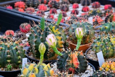 High angle view of succulent plants