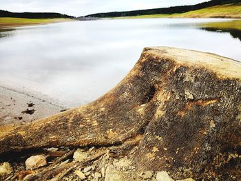 Close-up of driftwood in lake