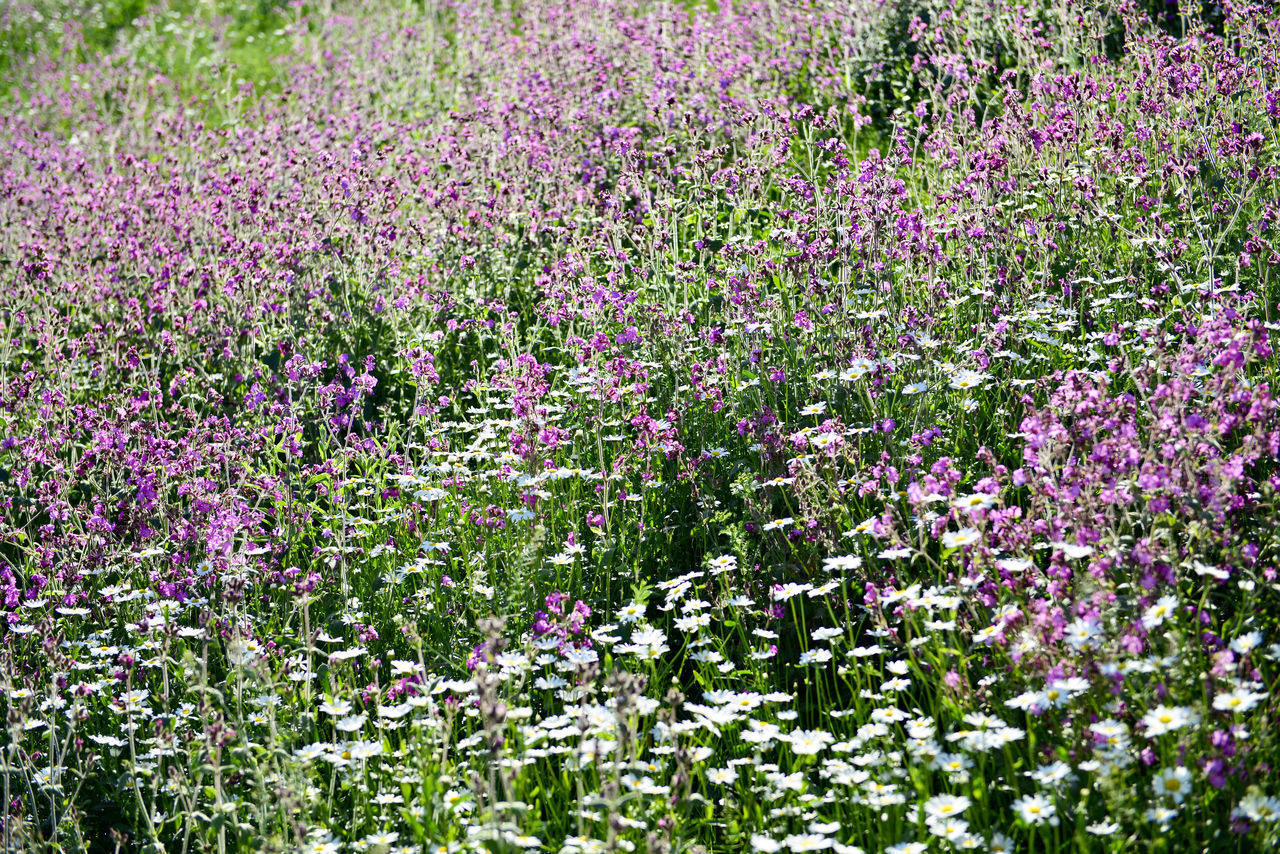 PURPLE FLOWERING PLANTS IN FIELD