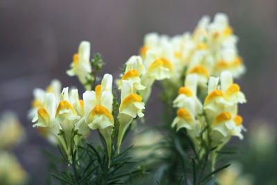 Close-up of yellow flowering plant