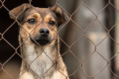 Close-up portrait of a dog