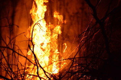 Silhouette of tree with fire crackers at night