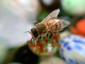 Close-up of bee pollinating on flower