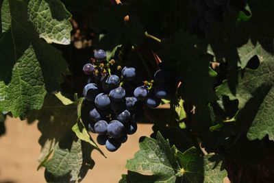 Close-up of grapes growing in vineyard