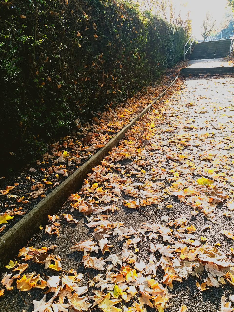 change, leaf, autumn, leaves, nature, fallen, dry, beauty in nature, tranquility, tree, day, outdoors, maple, no people, scenics, the way forward, abundance, tranquil scene, transportation, maple leaf, close-up