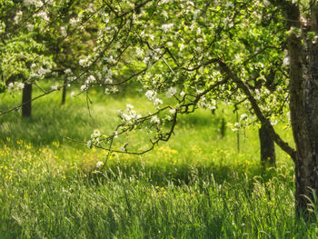 Blooming apple trees