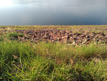 View of sheep on field by sea