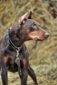 Close-up of a dog looking away