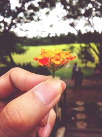 Close-up of hand holding dry leaves