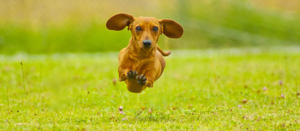 Portrait of dog running in field
