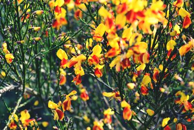 Close-up of yellow flowering plants