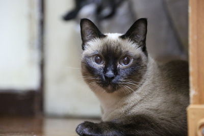 Close-up portrait of a cat