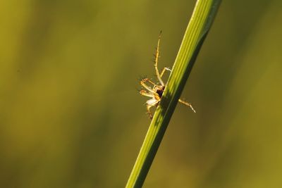 Close-up of insect on plant