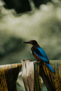 Kingfisher bird sitting on a plantain tree