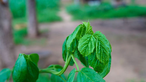 Close-up of green plant