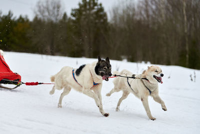 Dogs on snow covered landscape