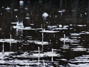 Close-up of ducks floating on lake