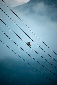 Low angle view of sparrow perching on cable against sky