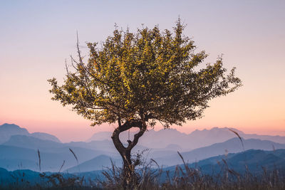 Tree against sky during sunset