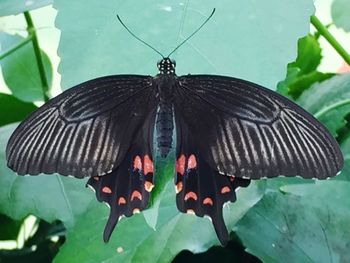 Close-up of butterfly on flower