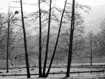 Bare trees on landscape