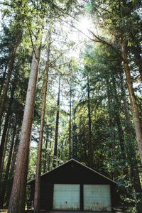 Low angle view of bamboo trees in forest