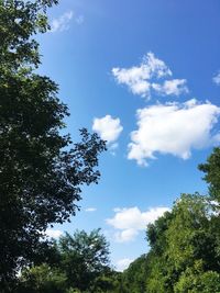 Low angle view of trees against sky on sunny day