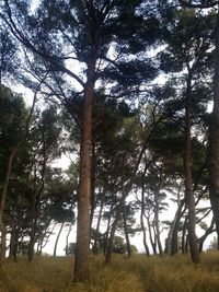 Low angle view of trees in forest