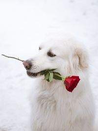 Close-up of dog carrying rose in mouth sitting outdoors during winter