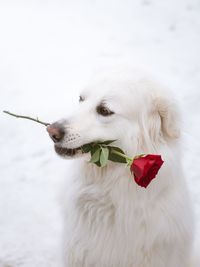 Close-up of dog during winter