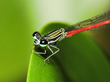 Close-up of insect on leaf