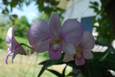 Close-up of pink flowering plant