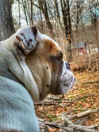 Close-up of a dog looking away