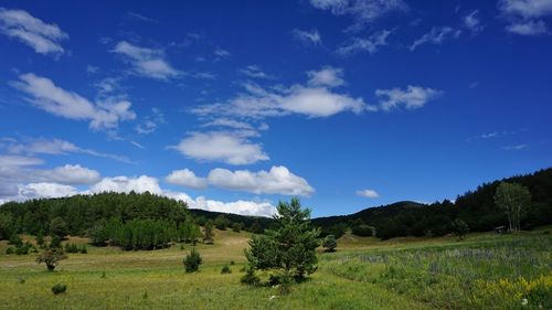 Trees on field against sky