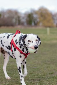 Close-up of dog on field