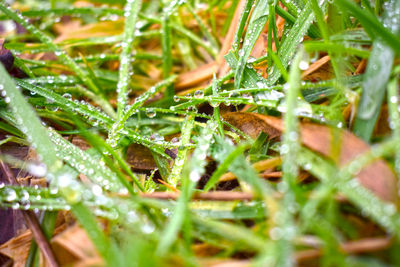 Close-up of insect on plant