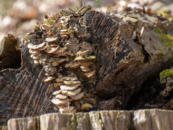 Close-up of tree trunk