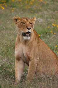 Closeup portrait of a wild lion panthera leo with jaws wide open in ngorongoro crater in tanzania.