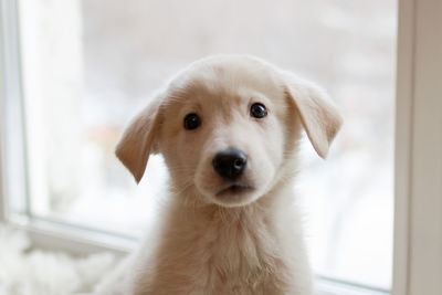 Portrait of cute little white puppy on a background of window.