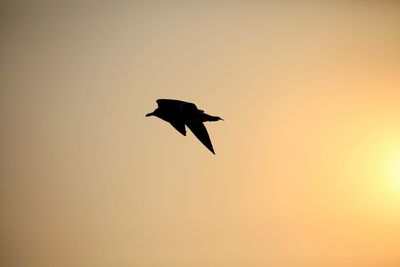 Low angle view of silhouette bird flying against clear sky