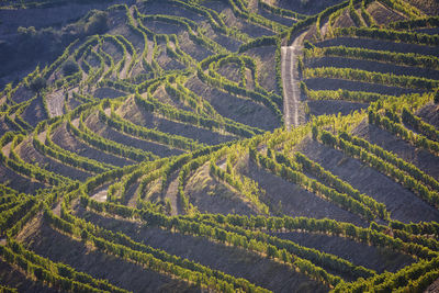 High angle view of agricultural field