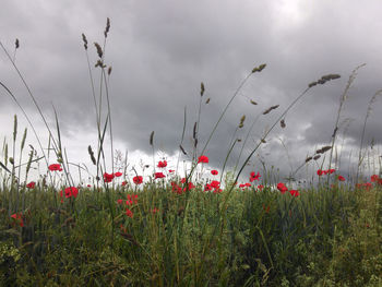 Plants growing on field against sky