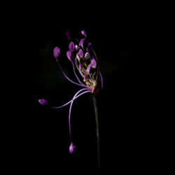 Close-up of flower over black background