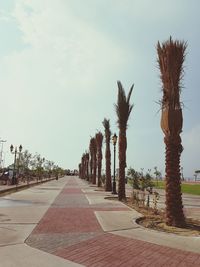 View of palm trees on footpath