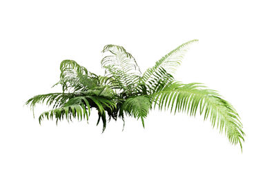 Close-up of fern leaves against white background