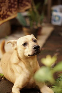 Close-up of a dog looking away