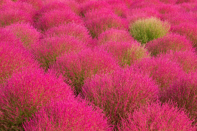 Full frame shot of pink flowering plant on field