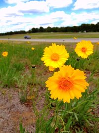 Close-up of yellow flowers blooming in field